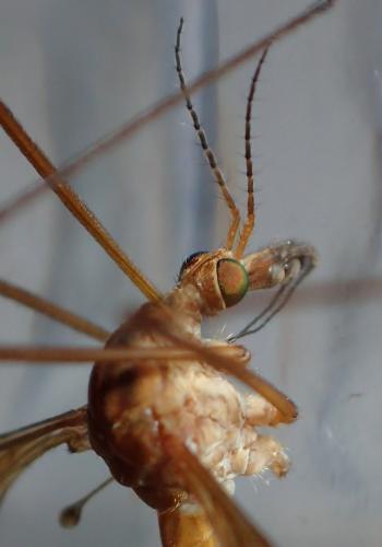 Réf. 182 577 : Tipula sp.